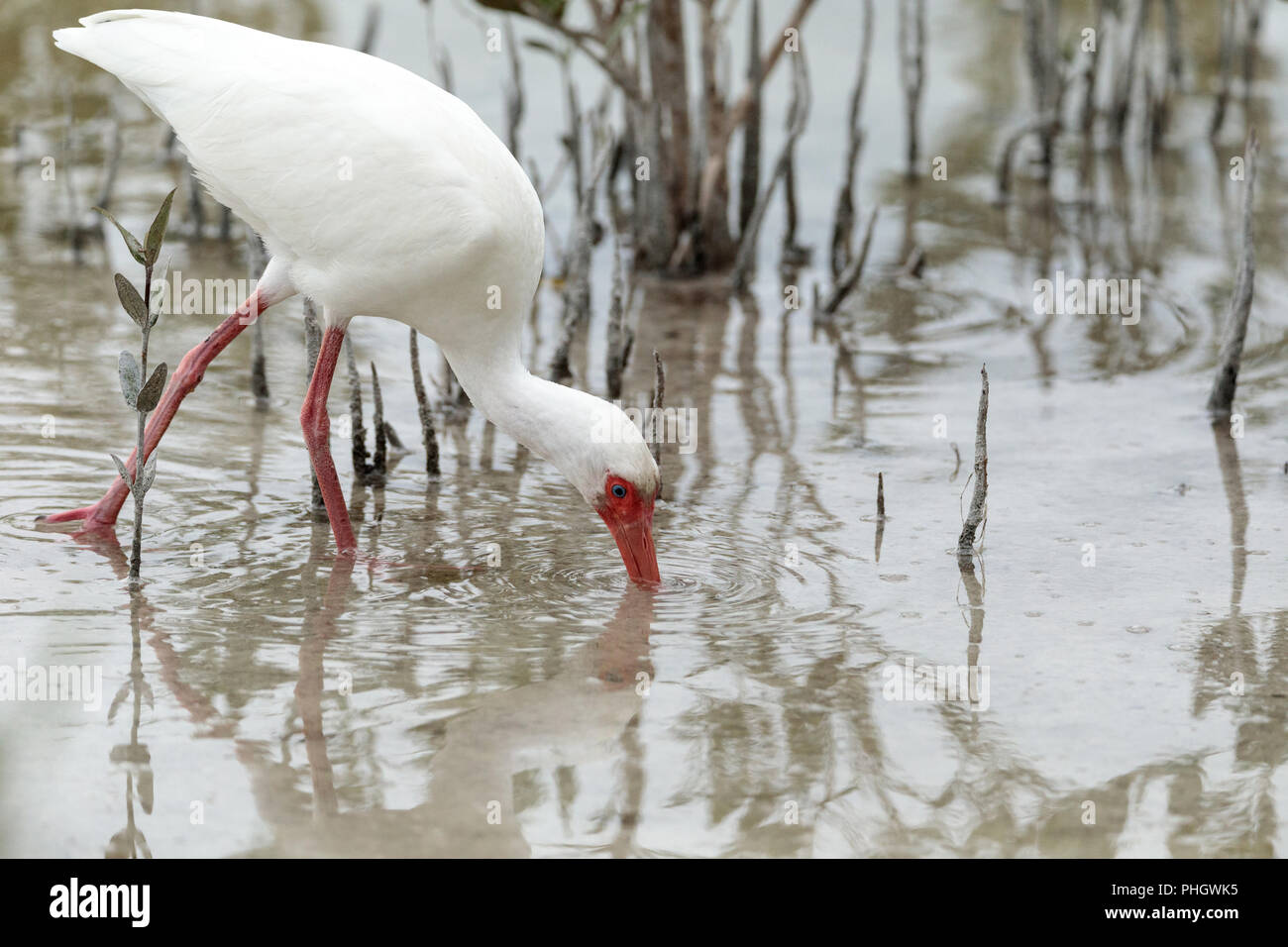 American white ibis Eudocimus albus oiseau dans un étang Banque D'Images