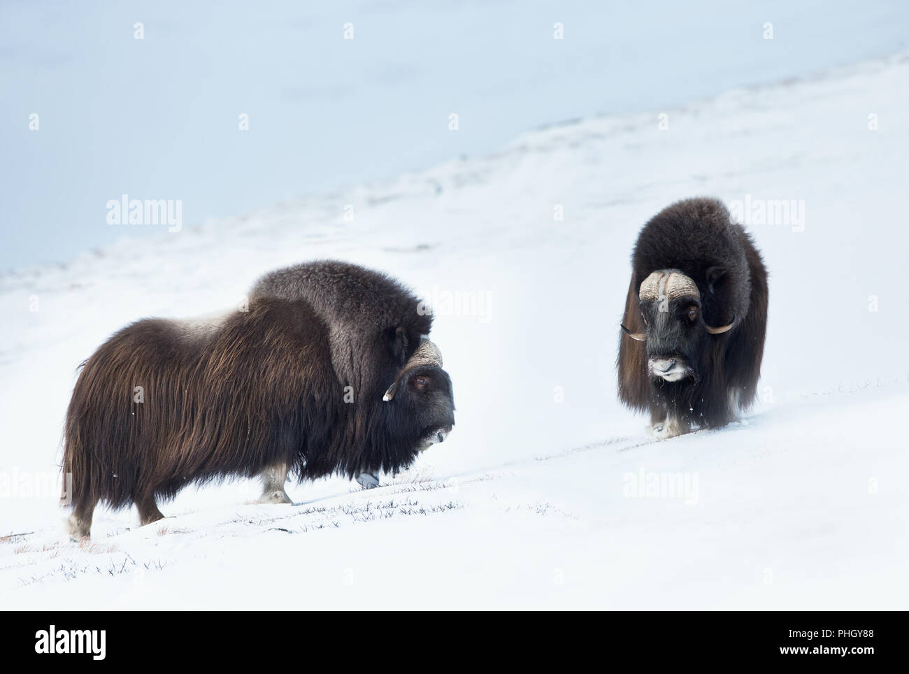 Close up de deux Bœufs musqués standing in snowy Dovrefjell montagnes pendant l'hiver froid en Norvège. Banque D'Images
