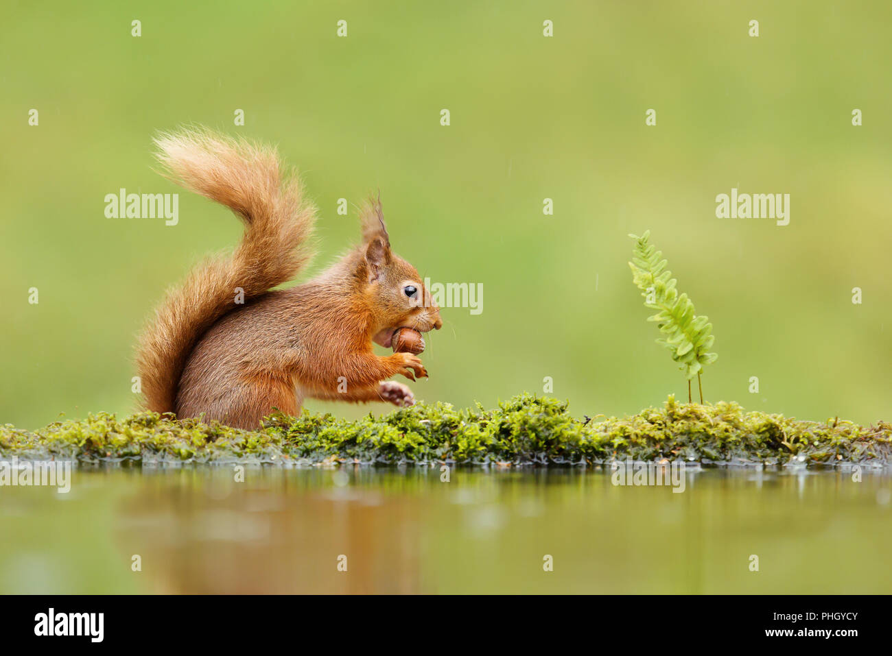 Close up d'un écureuil roux (Sciurus vulgaris) manger une noix sur jour de pluie près de l'eau, UK Banque D'Images