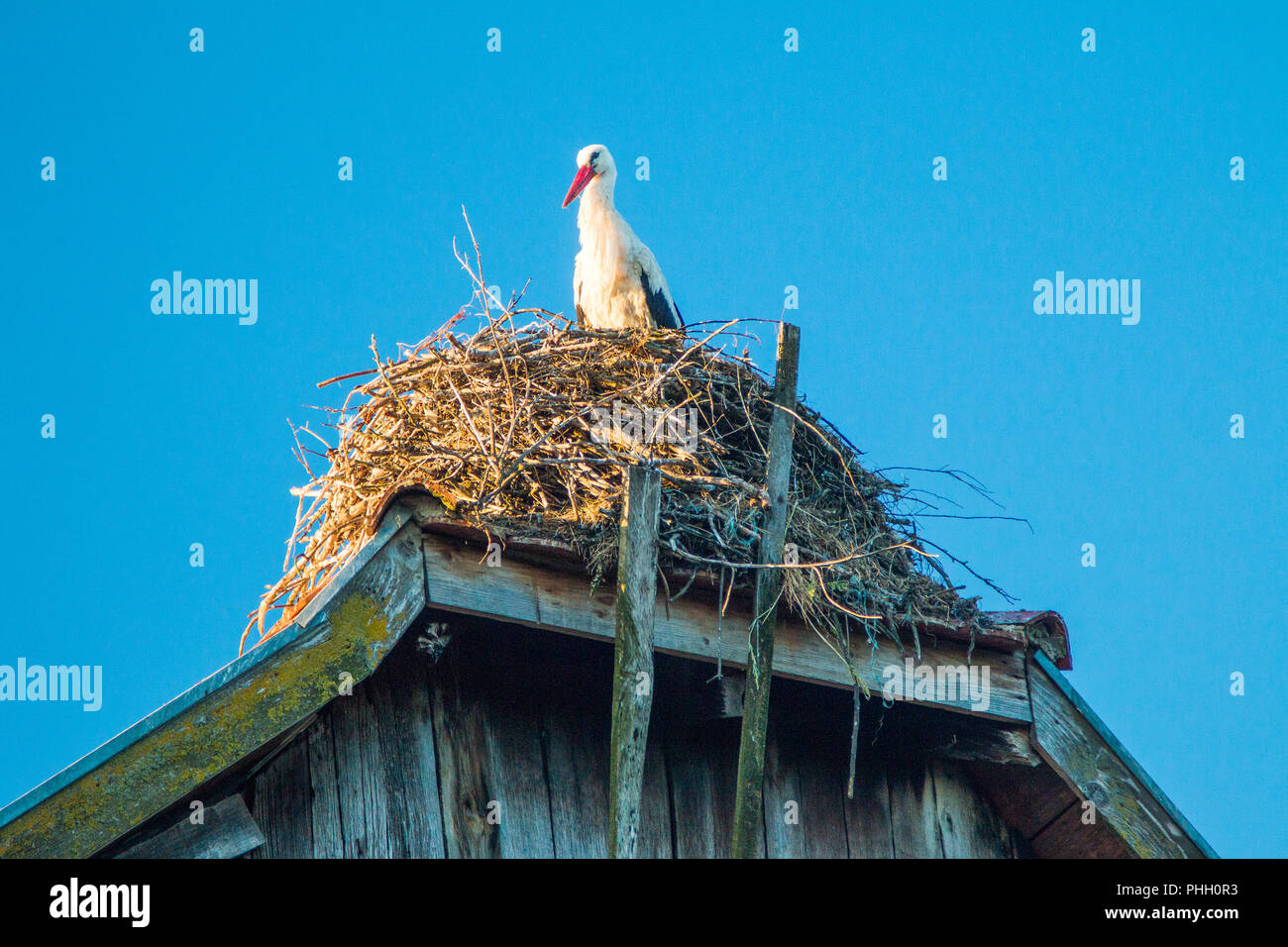 Cigogne Blanche dans leur nid sur vieille maison de bois toiture en matin, Parc Naturel Lonjsko Polje, Croatie Banque D'Images