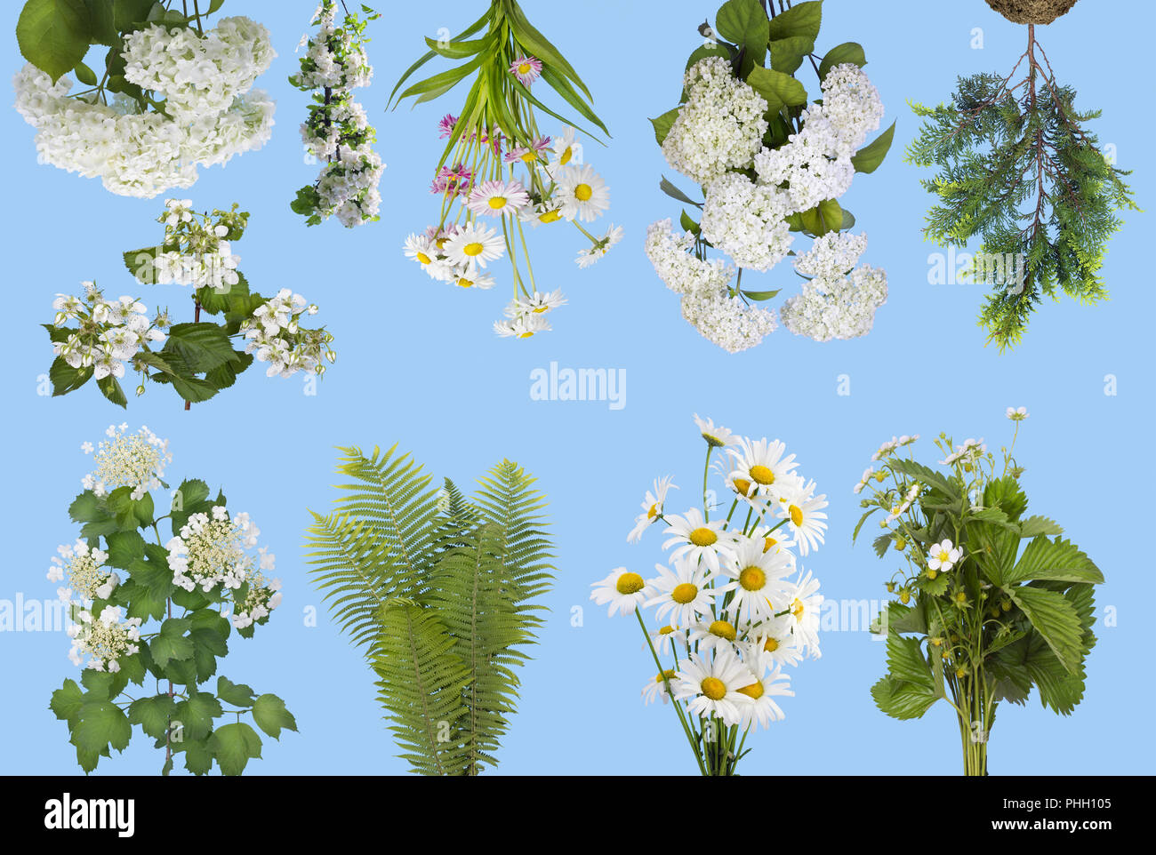 Les plantes de printemps doux isolé sur le cyan Banque D'Images