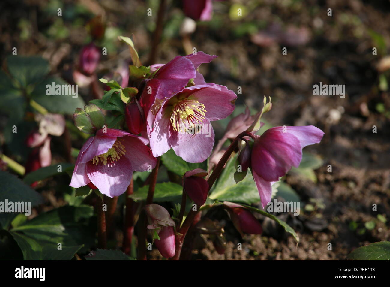 Rose de Noël (Helleborus niger) Banque D'Images