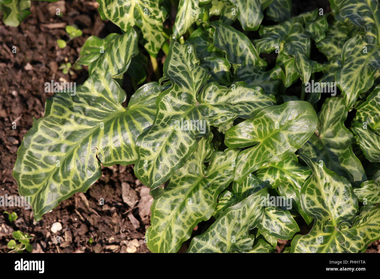 Feuilles feuille Arum tacheté (Arum maculatum) Banque D'Images