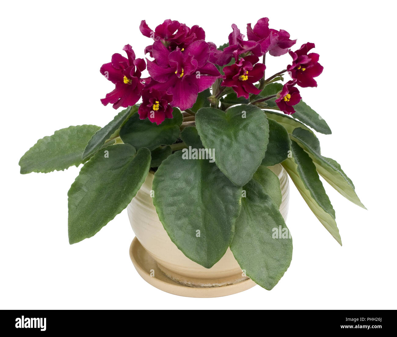 Rare violet isolés de violettes Banque D'Images