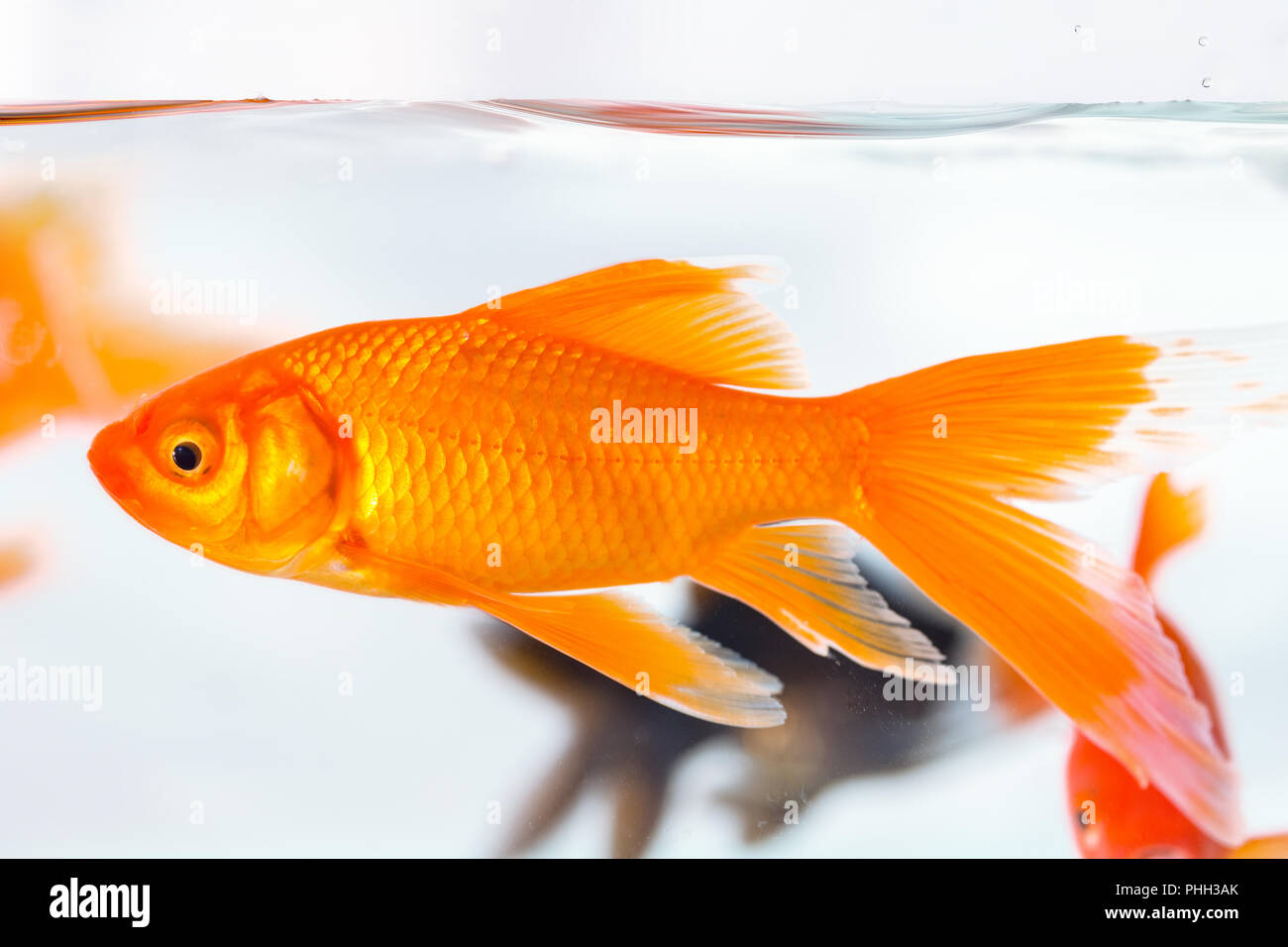 Gros plan du poisson rouge dans un aquarium de poissons de verre Banque D'Images