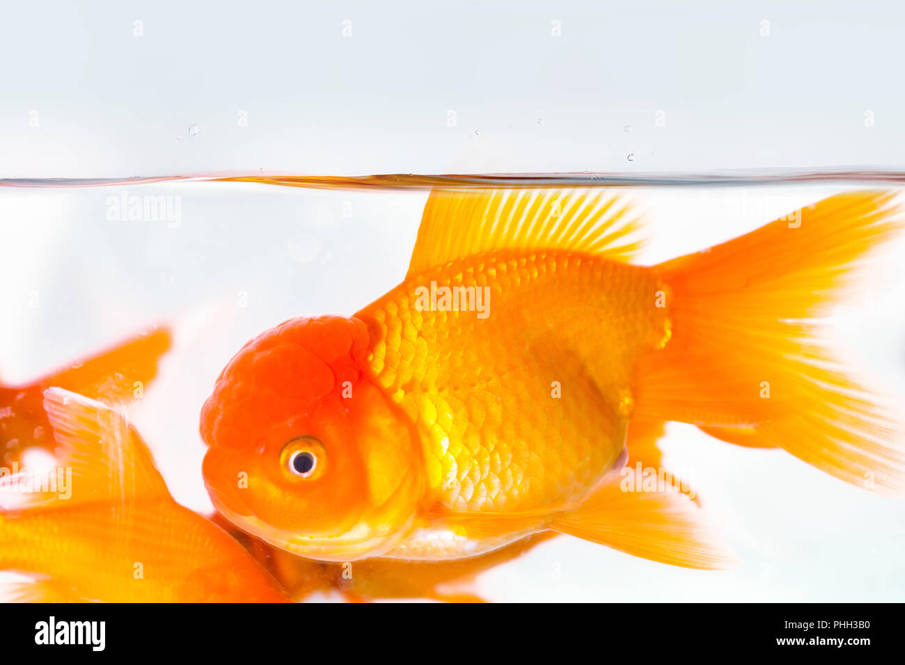 Goldfish libre dans l'aquarium Banque D'Images