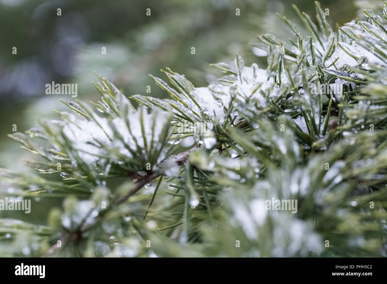 Les aiguilles de pin gelés en hiver Banque D'Images