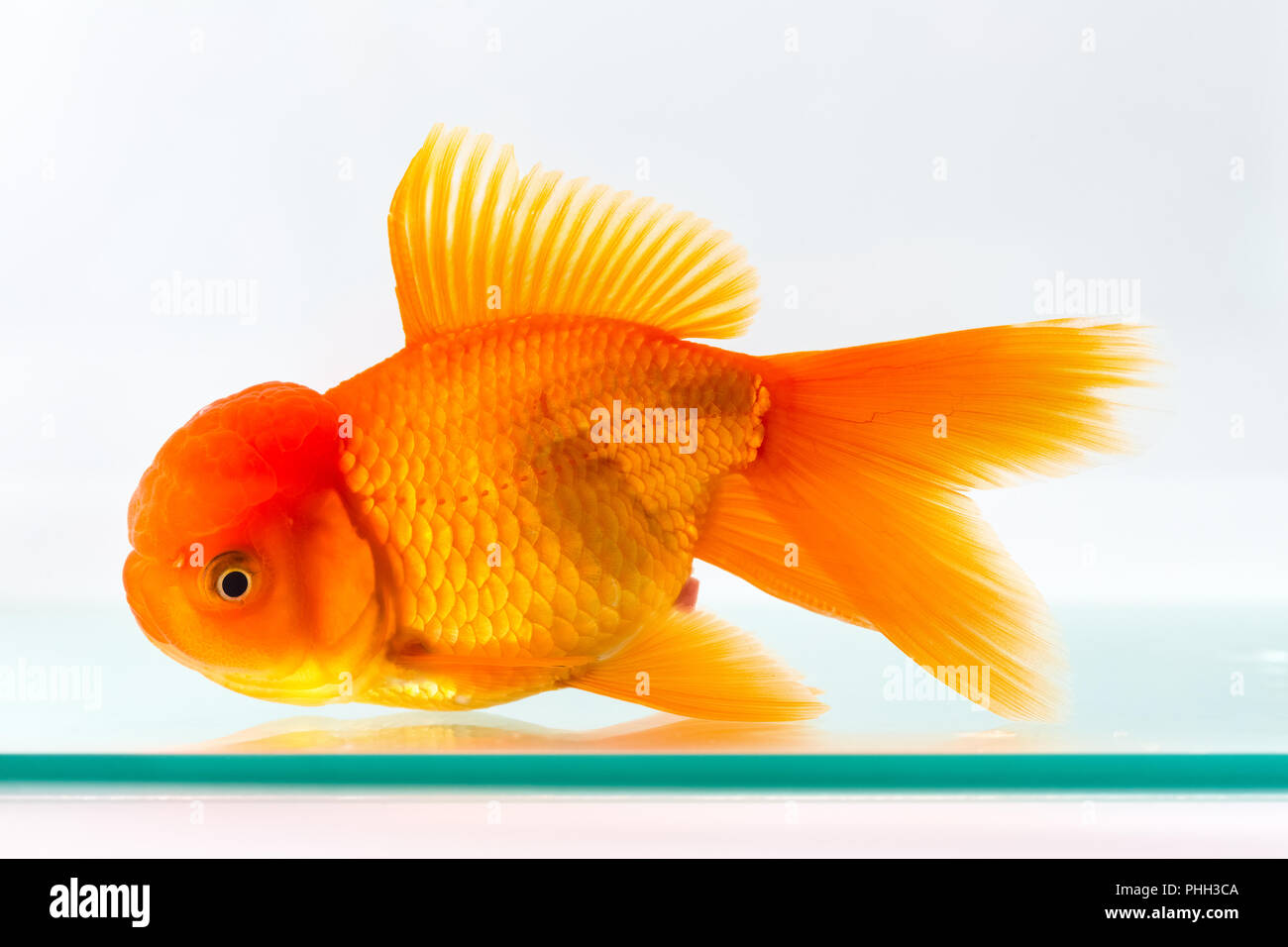 Poisson rouge dans un aquarium de poissons de verre isolé Banque D'Images