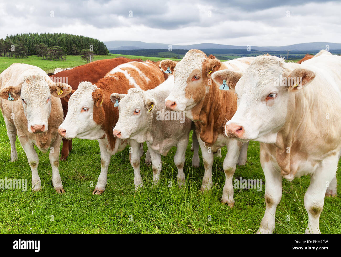 Vaches dans un pâturage d'été Banque D'Images
