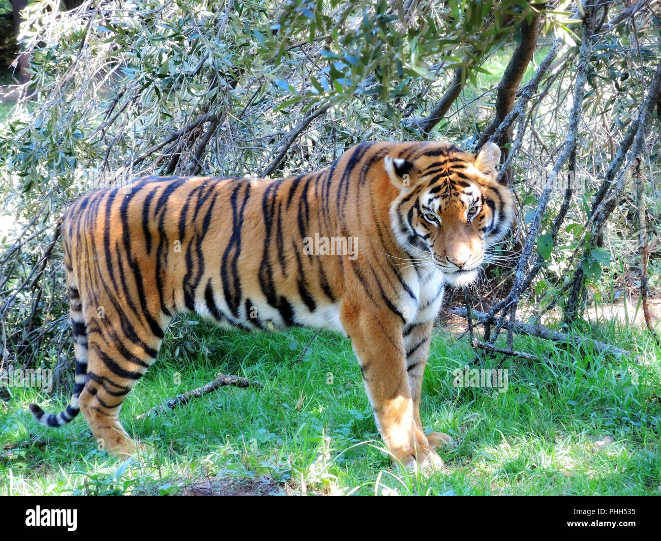 Tiger sauvée d'une marché noir dans un sanctuaire en Afrique du Sud Banque D'Images