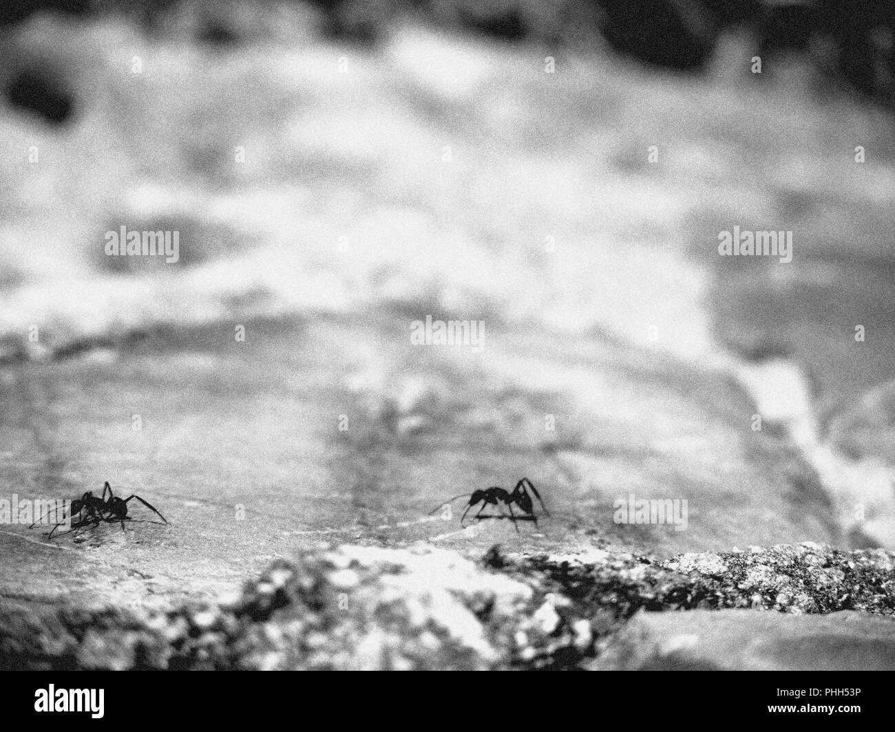 Close up of African fourmis sur un rocher Banque D'Images