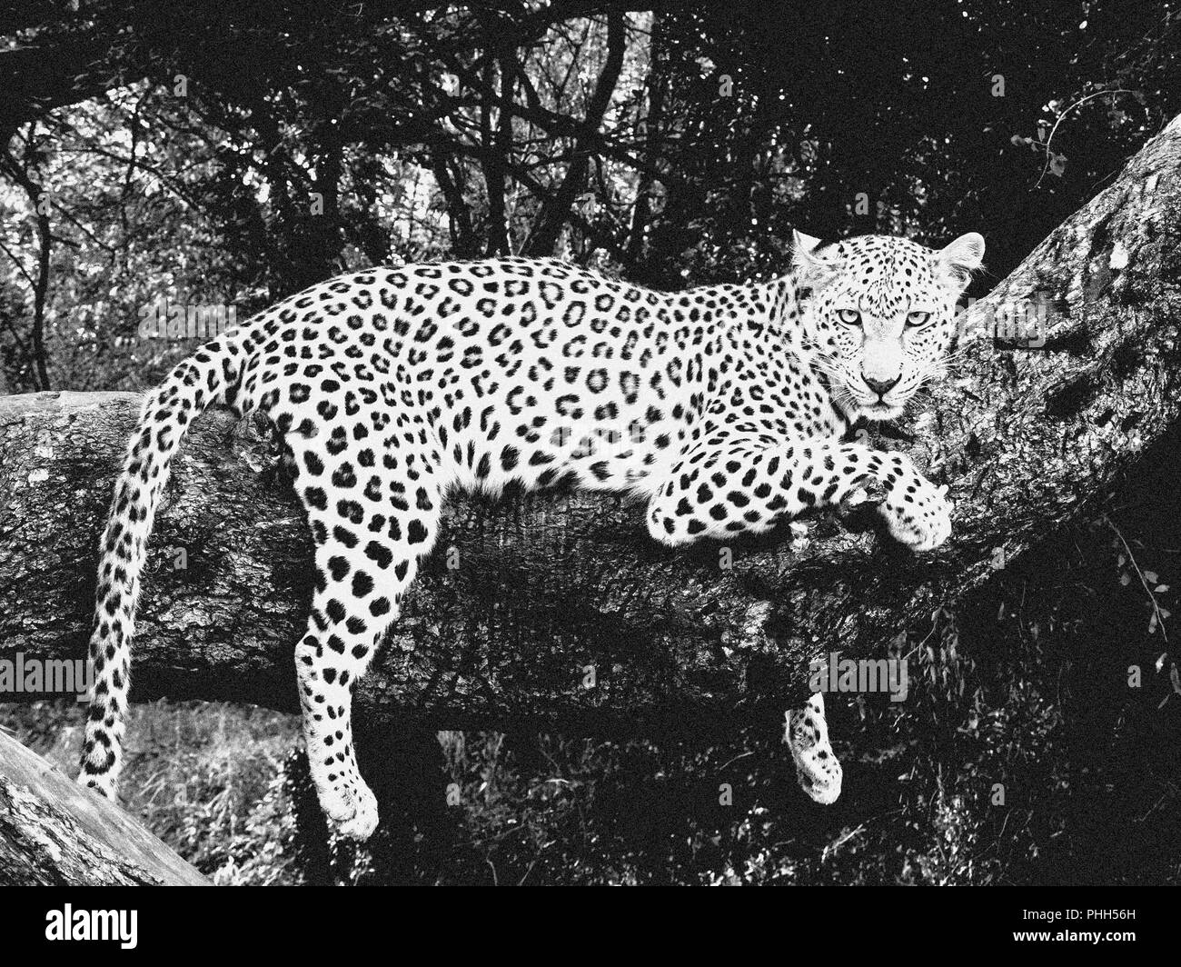 Léopard sauvage en Afrique du Sud noir et blanc Banque D'Images