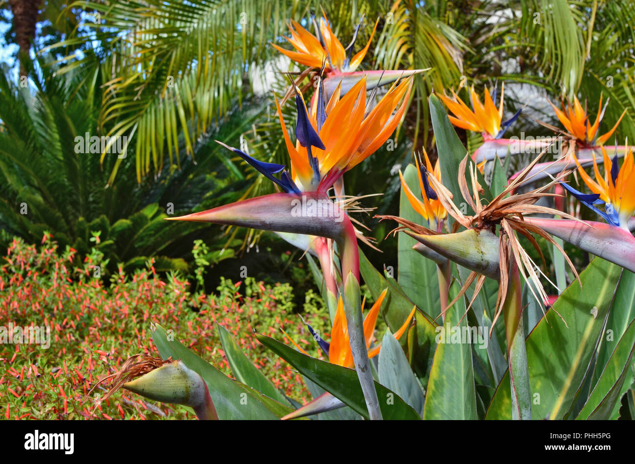 Fleurs tropicales exotiques sont comme un troupeau d'oiseaux de paradis Banque D'Images