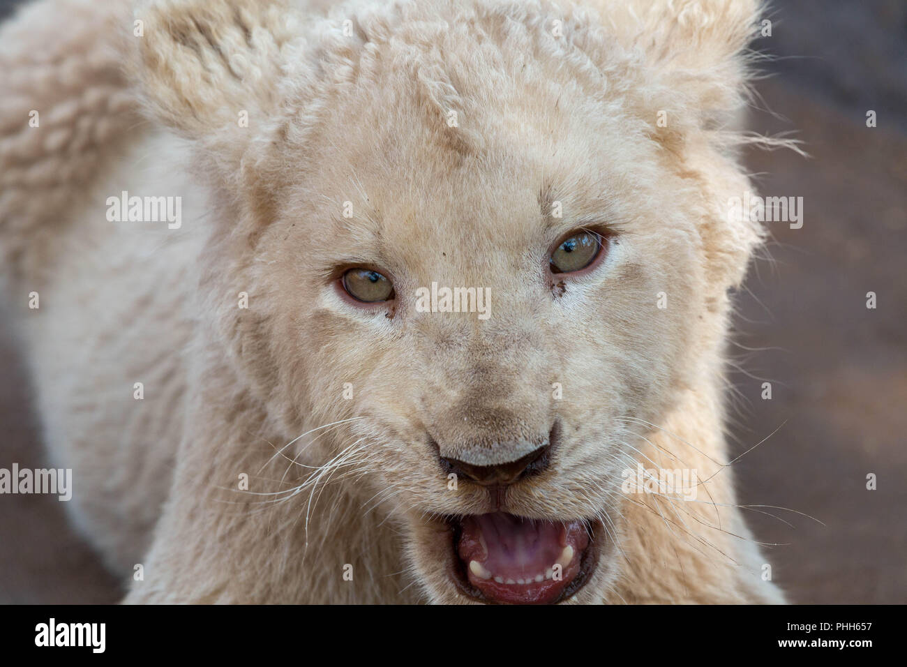 Lionceau blanc Banque D'Images