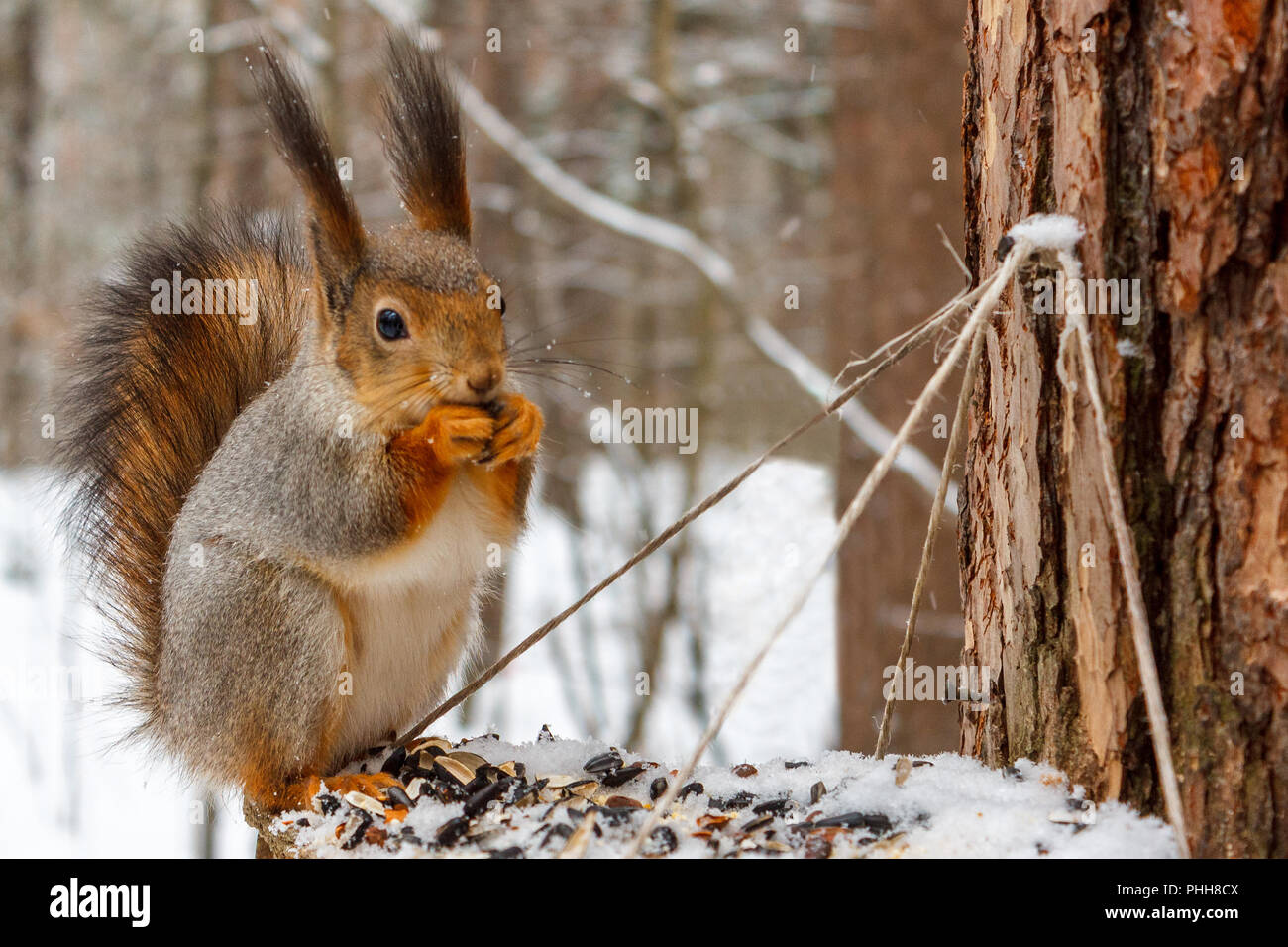 Écureuil rouge dans la forêt d'hiver se trouve sur le chargeur et il y a des graines de tournesol. Banque D'Images