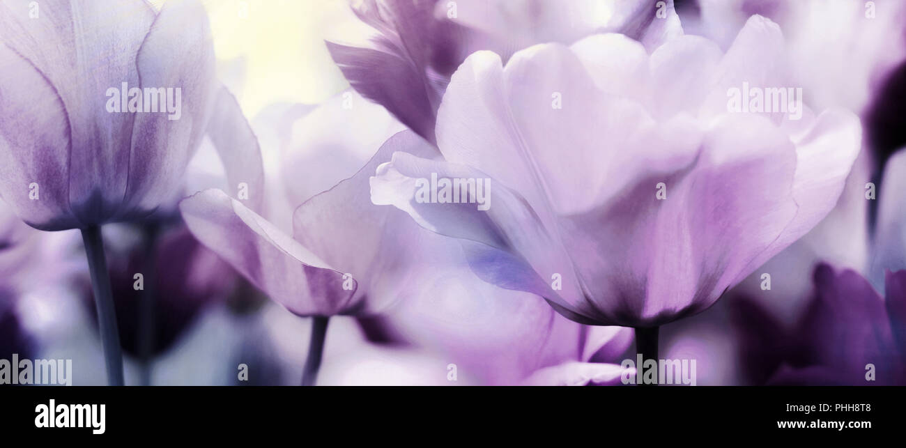 Tulipe rose pastel tamisée mauve saison printemps ensoleillé Banque D'Images