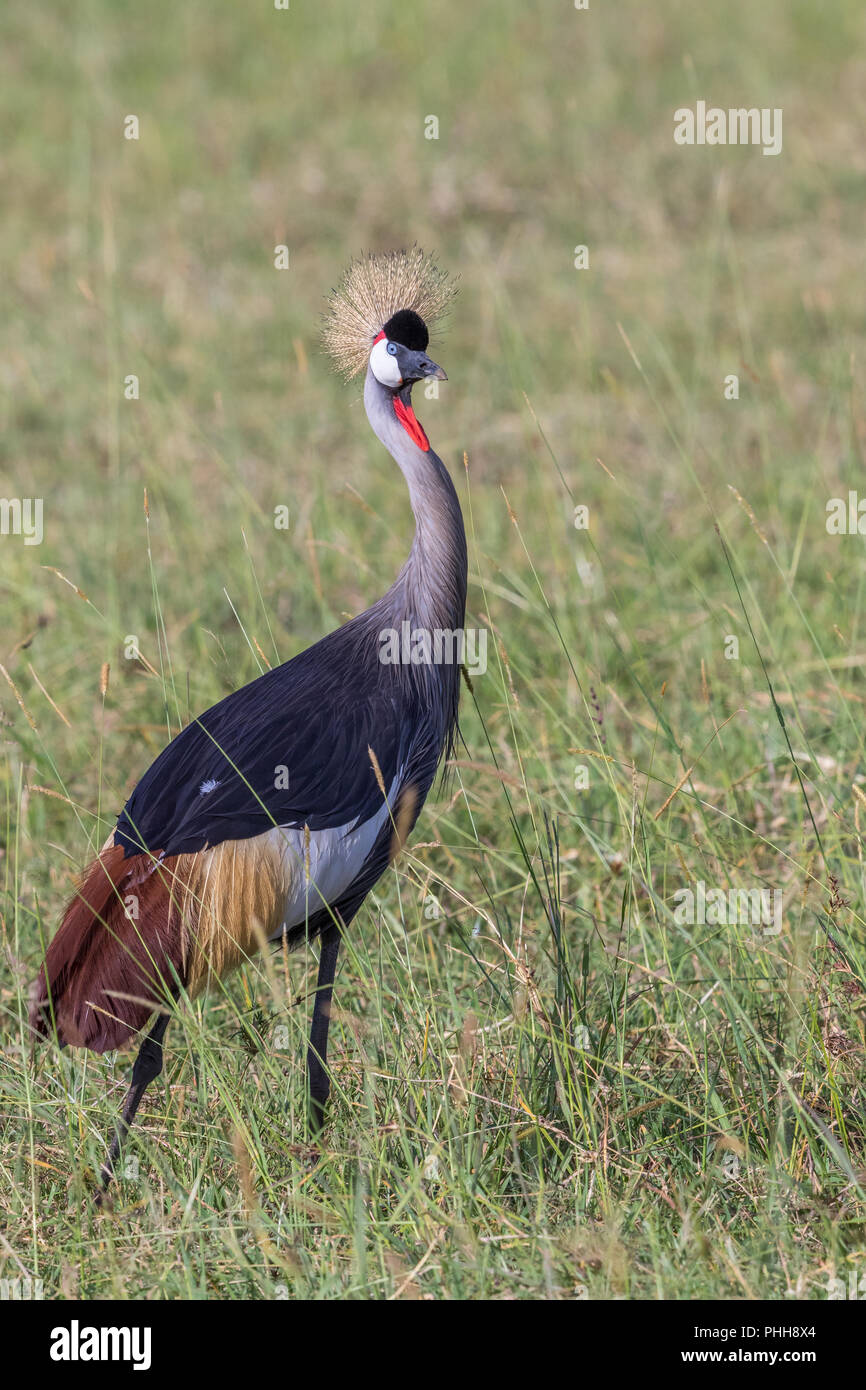 Grue couronnée grise marchant dans les hautes herbes en Afric Banque D'Images