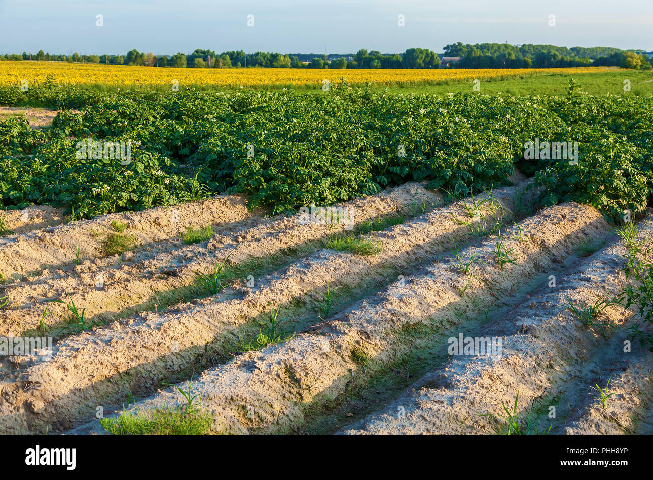 Un champ avec des buissons à fleurs de pomme de terre, une ferme cultive des pommes de terre dans les champs avec un sol sablonneux. Lits Haut de la culture de la pomme de terre Banque D'Images