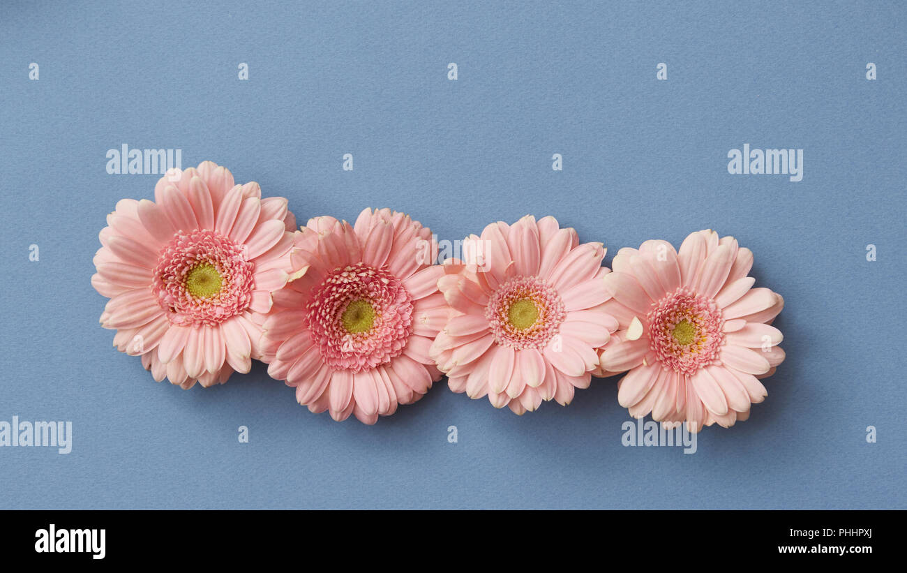 Quatre gerberas rose isolé sur un fond de papier bleu, Banque D'Images