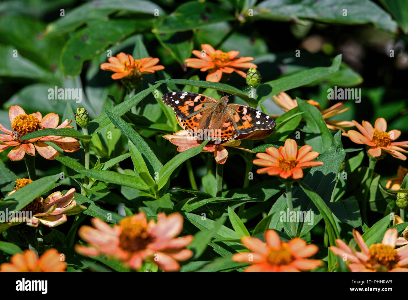 Papillon belle dame se nourrissant de Zinnia. La belle dame peuvent être rencontrés dans n'importe quel type d'habitat ouvert. Banque D'Images