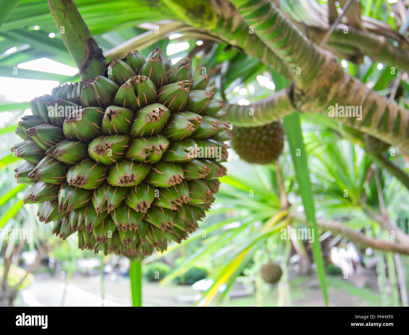 Avec screwpalm vert fruits Pandan pandan / arbre avec plus de fruits à l'arrière-plan Banque D'Images