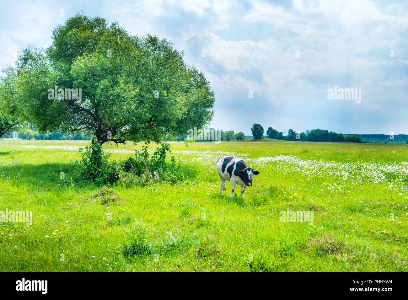 Vache noire sur le champ vert Banque D'Images