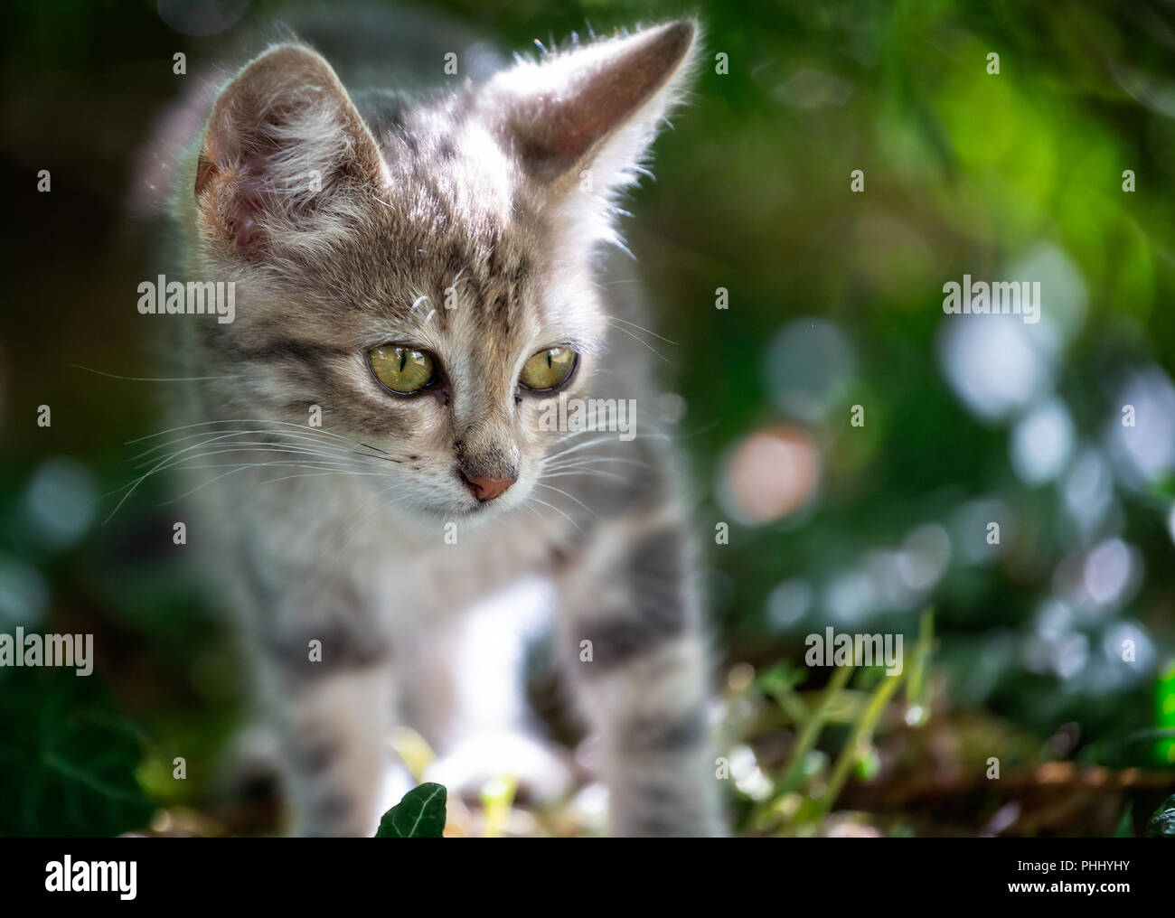 A Proximite De Tres Mignon Bebe Chaton Avec De Grands Yeux Seduisante Dans La Faune Sauvage En Plein Air Photo Stock Alamy A Proximite De Tres Mignon Bebe Chaton Avec De Grands Yeux Seduisante Dans La Faune Sauvage En Plein Air Photo Stock Alamy