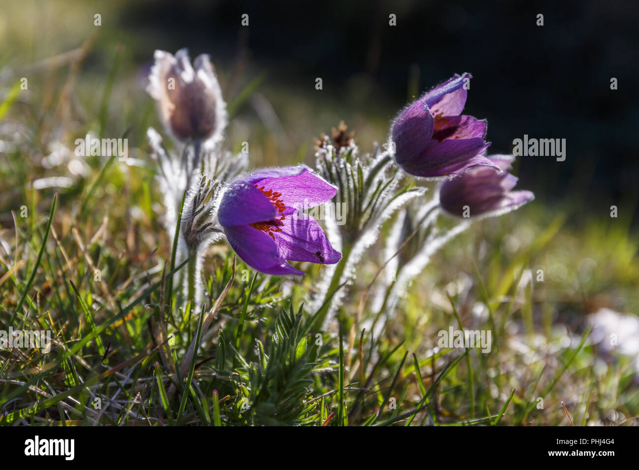 L'anémone pulsatille fleurs en arrière allumé en fleur Banque D'Images