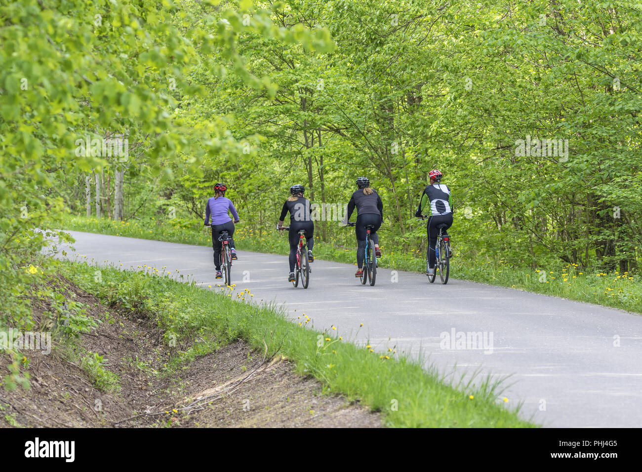 Les cyclistes sur route, dans une forêt à l'été Banque D'Images