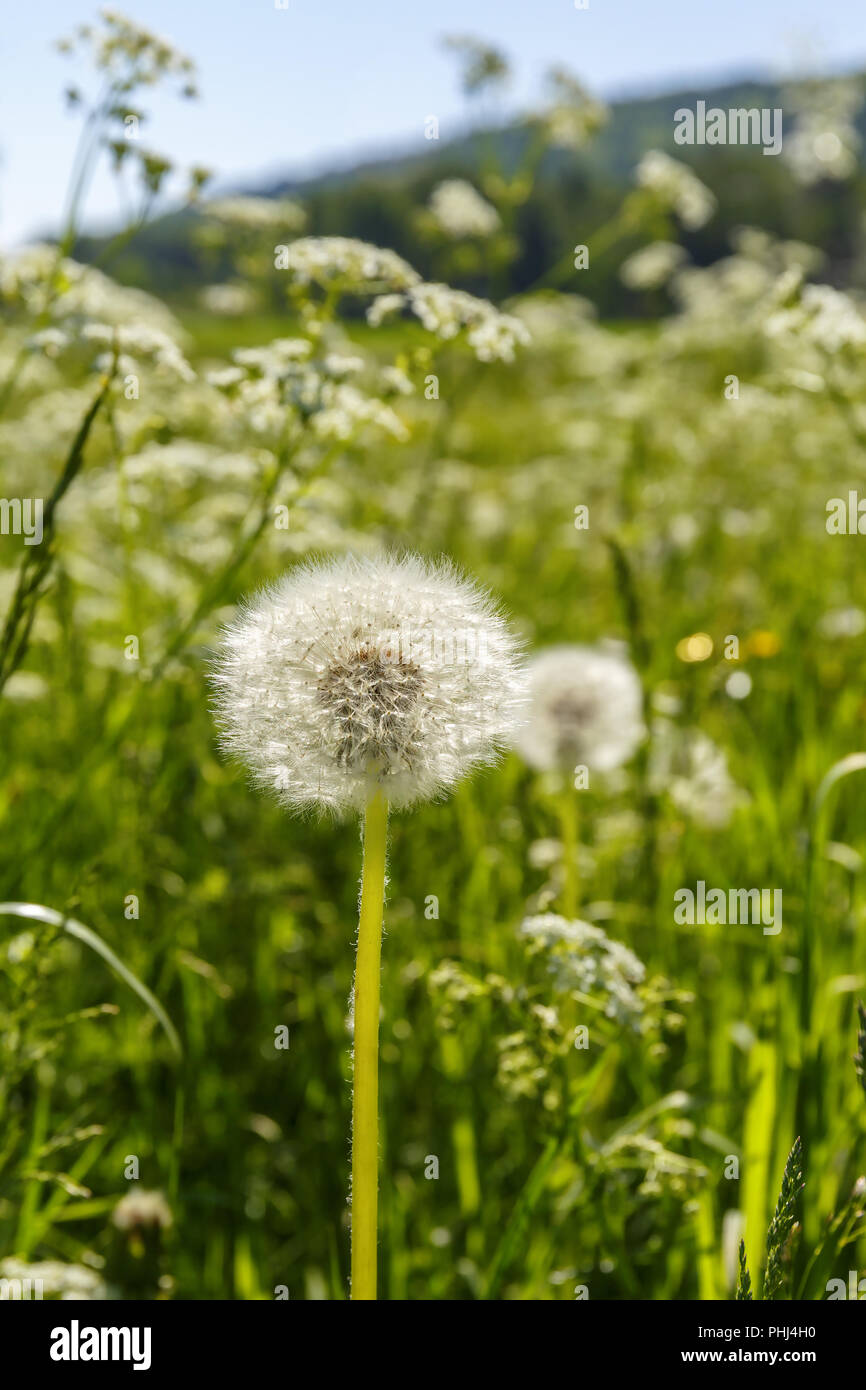 Prairie avec pissenlits envahi Banque D'Images