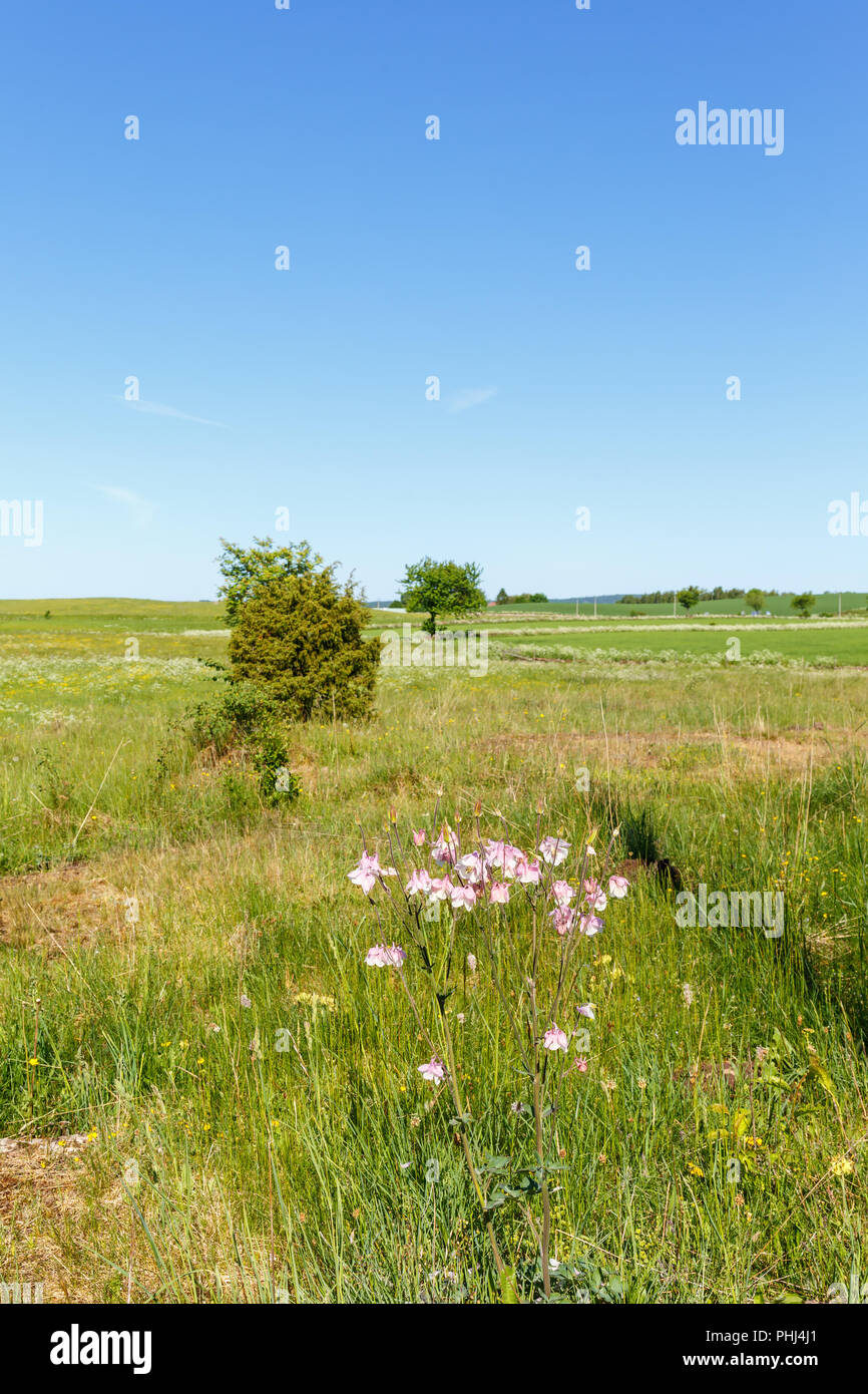 Ancolie fleurs sauvages dans un pays vue paysage Banque D'Images