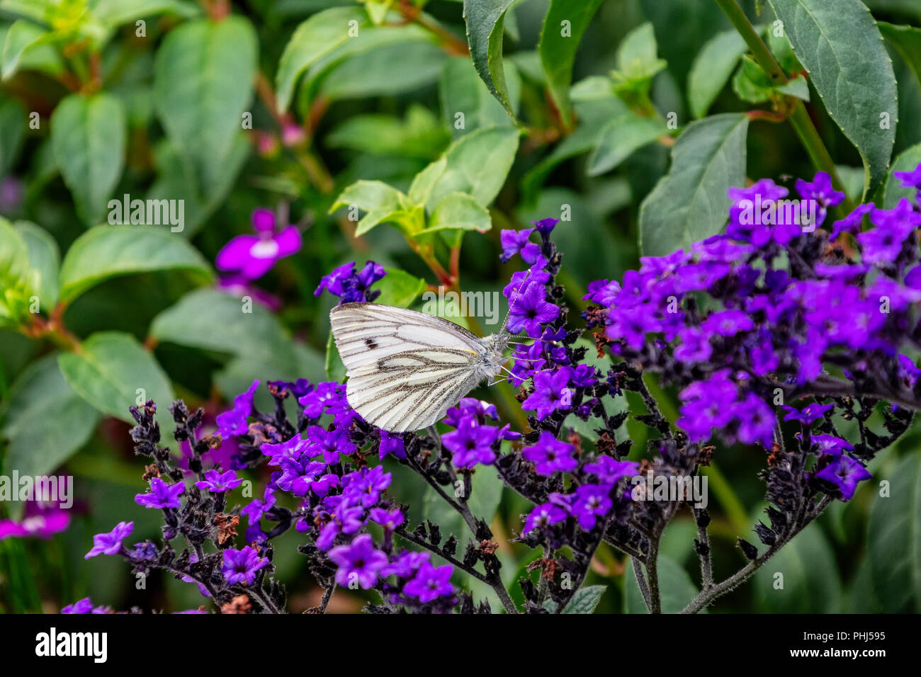Papillon blanc du chou Pieris se nourrissant de fleurs violettes Banque D'Images