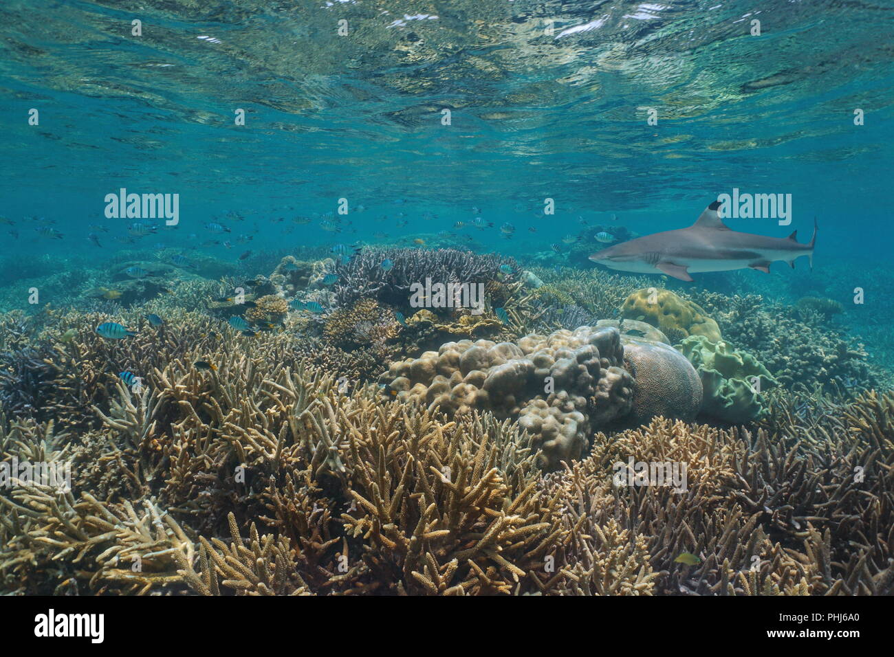 Récif de corail sain avec un requin récif à pointe noire sous l'eau, océan Pacifique, Nouvelle-Calédonie, Océanie Banque D'Images