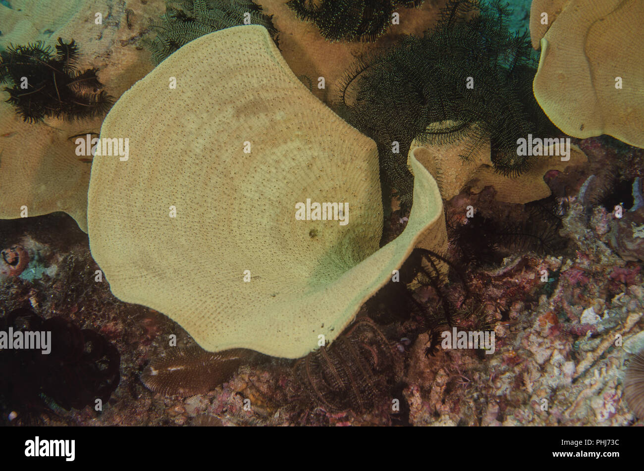 Oreille d'éponge, Ianthella Ianthellidae, basta, Anilao, Philippines, mer des Philippines, l'océan Pacifique, l'Asie Banque D'Images