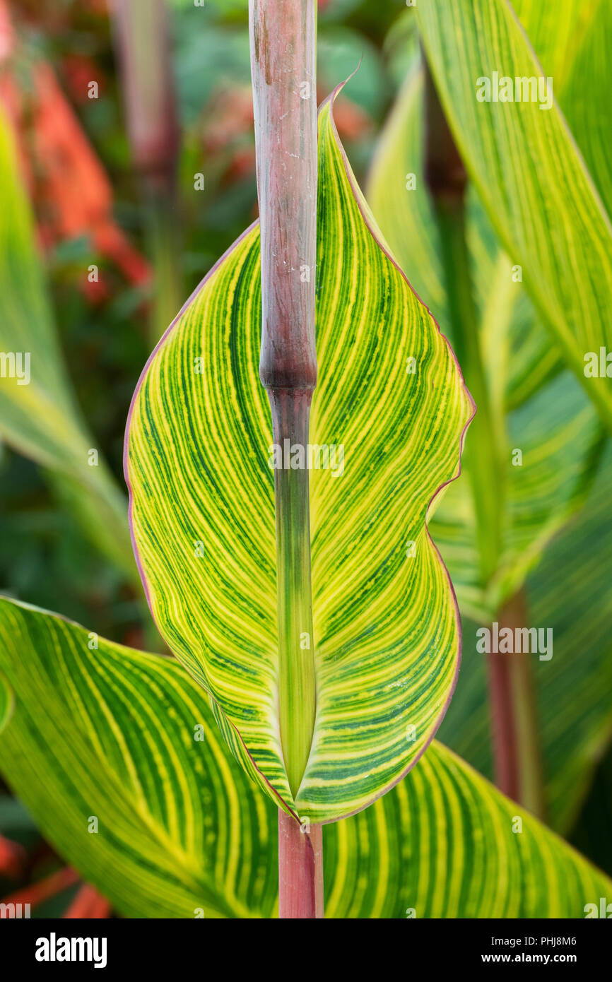 Feuilles de Canna lily striata Banque D'Images