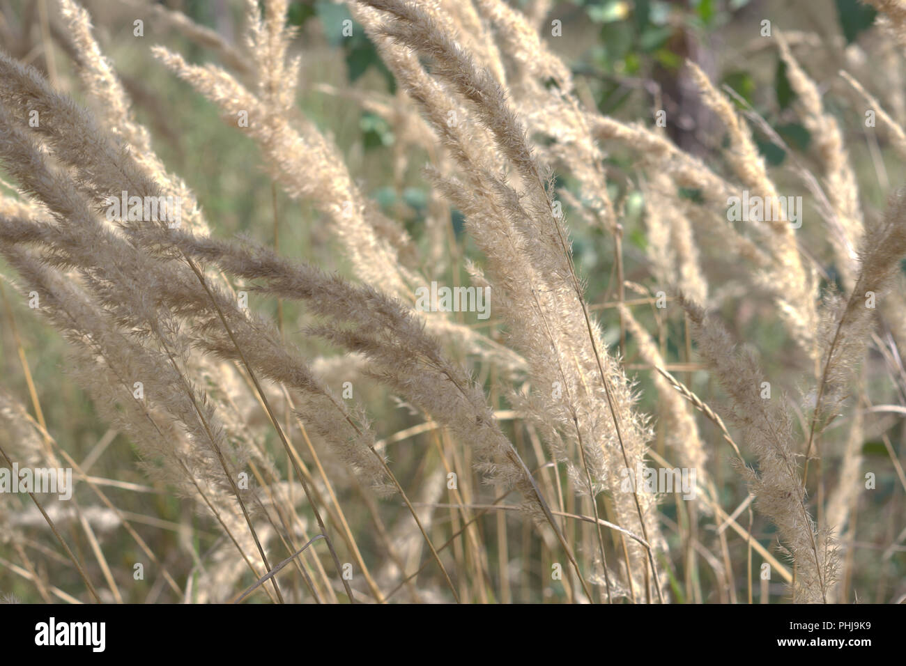 Tops d'or d'bushgrass se balançant dans le vent. des panicules de gros plan d'herbes hautes Banque D'Images