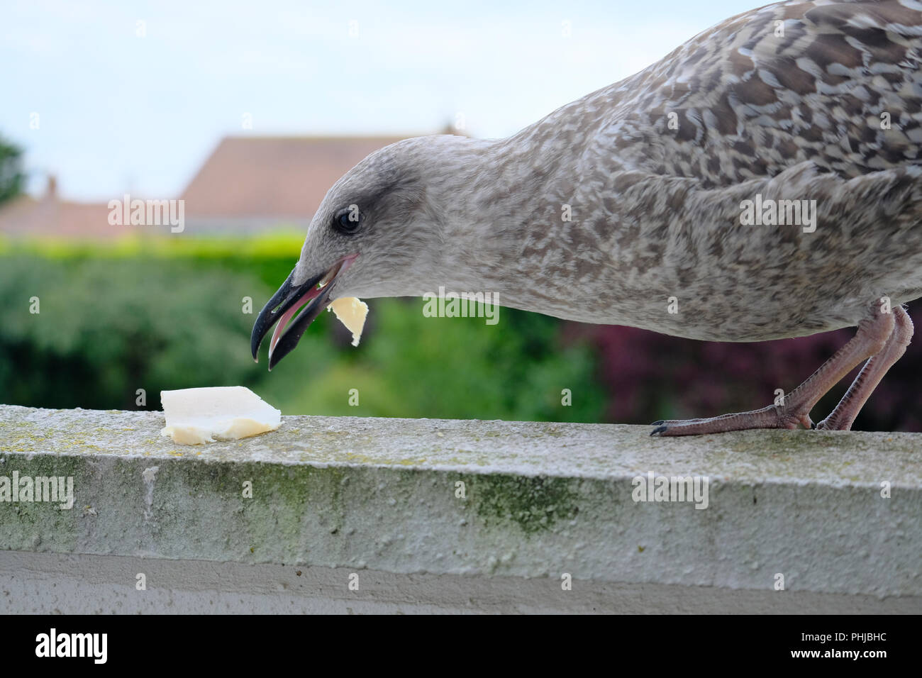 Goéland argenté européen à part entière qui vient de manger des morceaux de la nourriture laissée dans le jardin britannique Banque D'Images