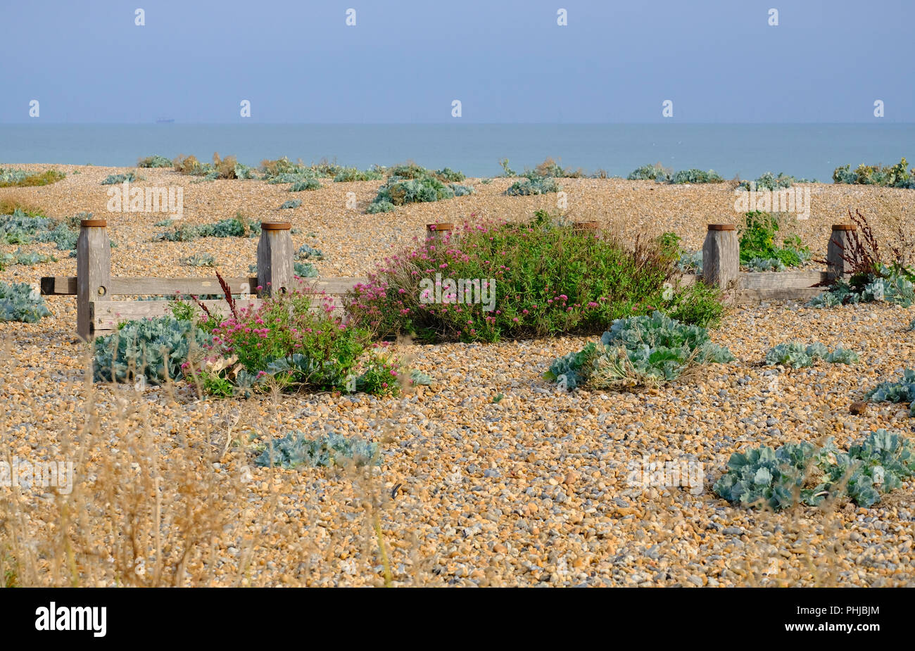 Végétation colorée sur la plage de galets sur une fin d'après-midi en août à East Preston, West Sussex, UK Banque D'Images