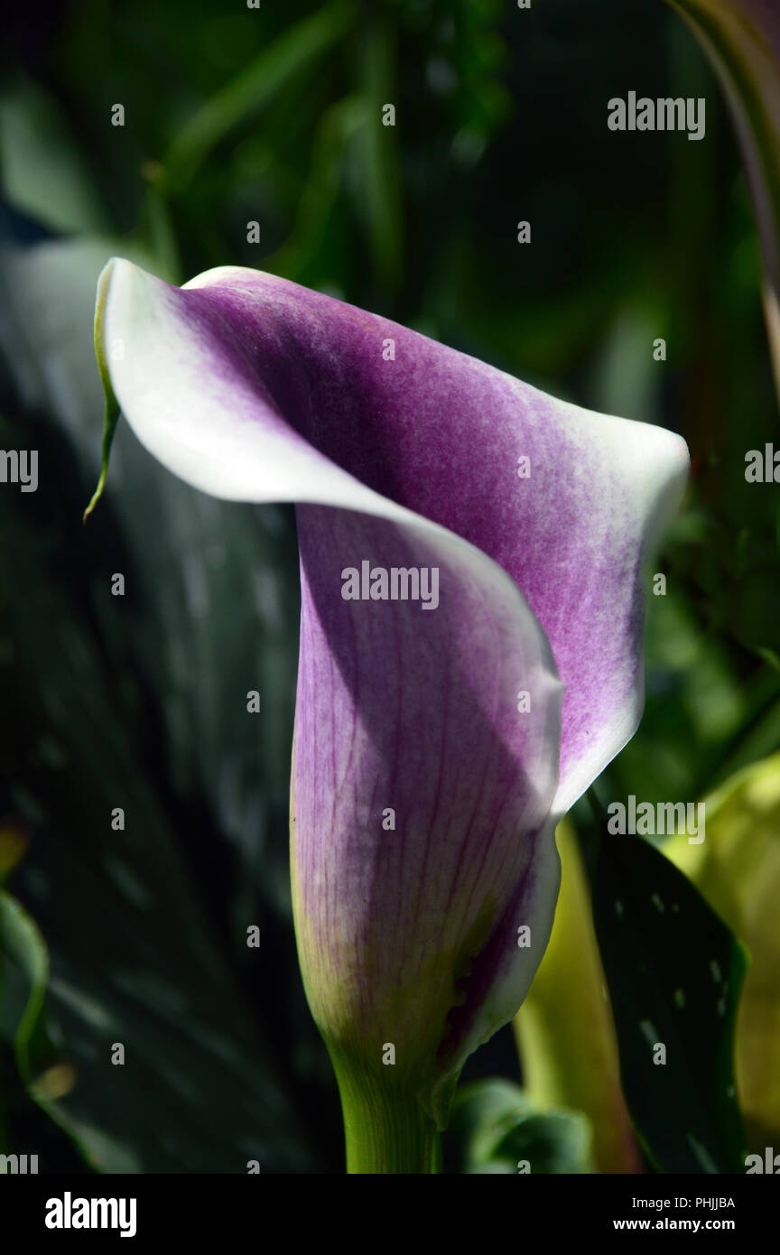 La Crème de Violette et fleurs en forme de trompette de la Calla Lily  'Picasso' (zantedeschia) cultivés dans un jardin de campagne anglaise,  Lancashire, England, UK Photo Stock - Alamy