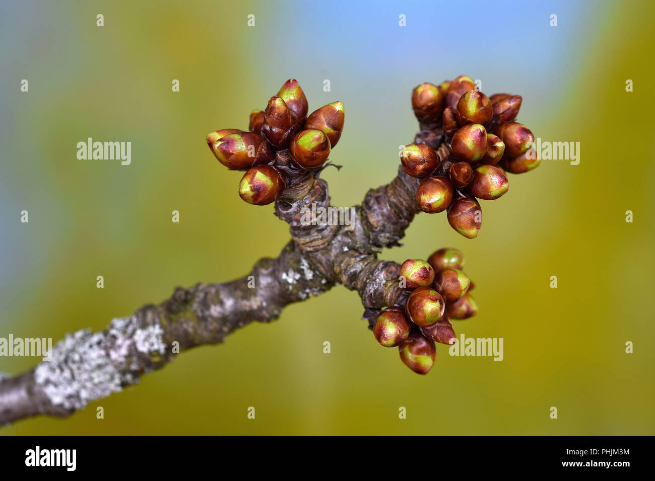 Cherry Tree ; boutons ; Prunus avium ; Banque D'Images