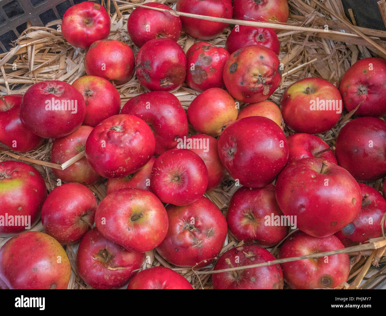 / Produits localement cultivées Cornish pommes sur la vente. Possible métaphore de pénuries de pénuries alimentaires, fruits, produits frais, 5 24 / 5 par jour. Banque D'Images