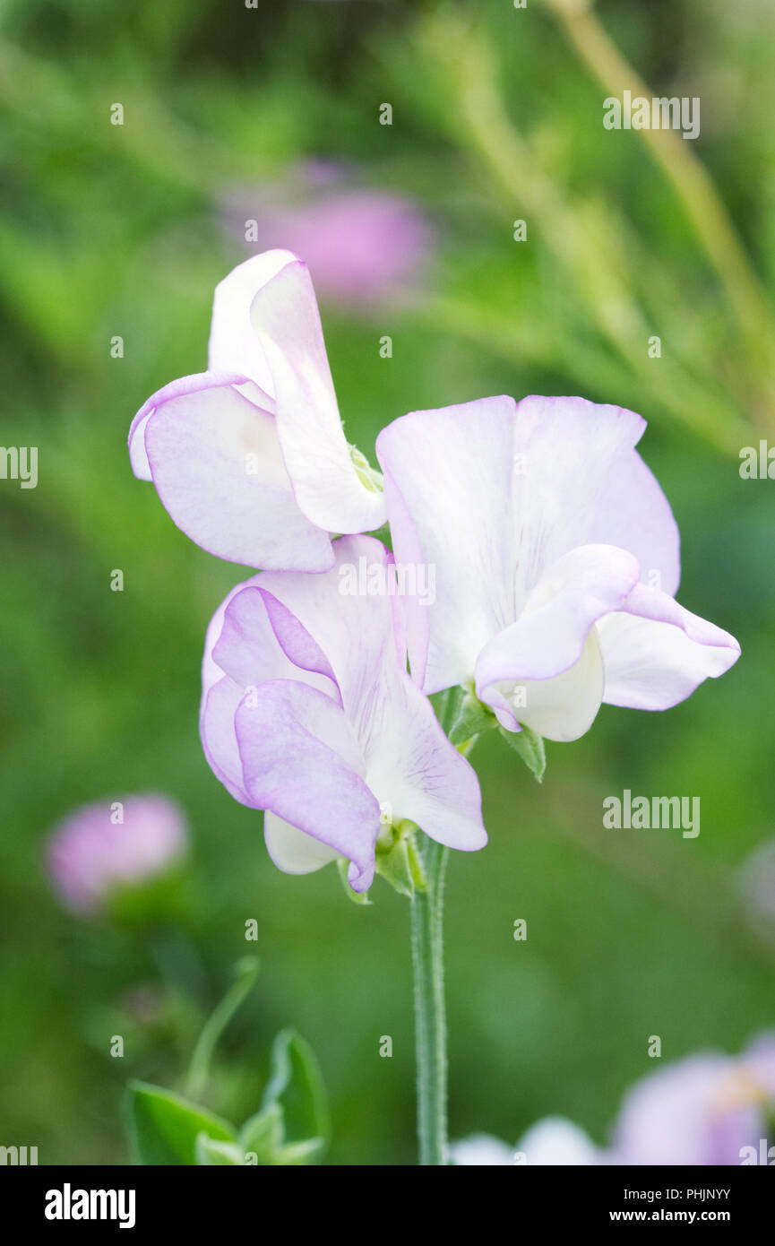 Lathyrus odoratus 'parfum'. Pois de fleurs. Banque D'Images