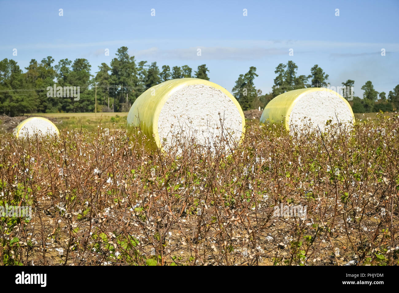 Close-up des balles de coton récolté enveloppée de plastique jaune. Contexte L'agriculture Banque D'Images