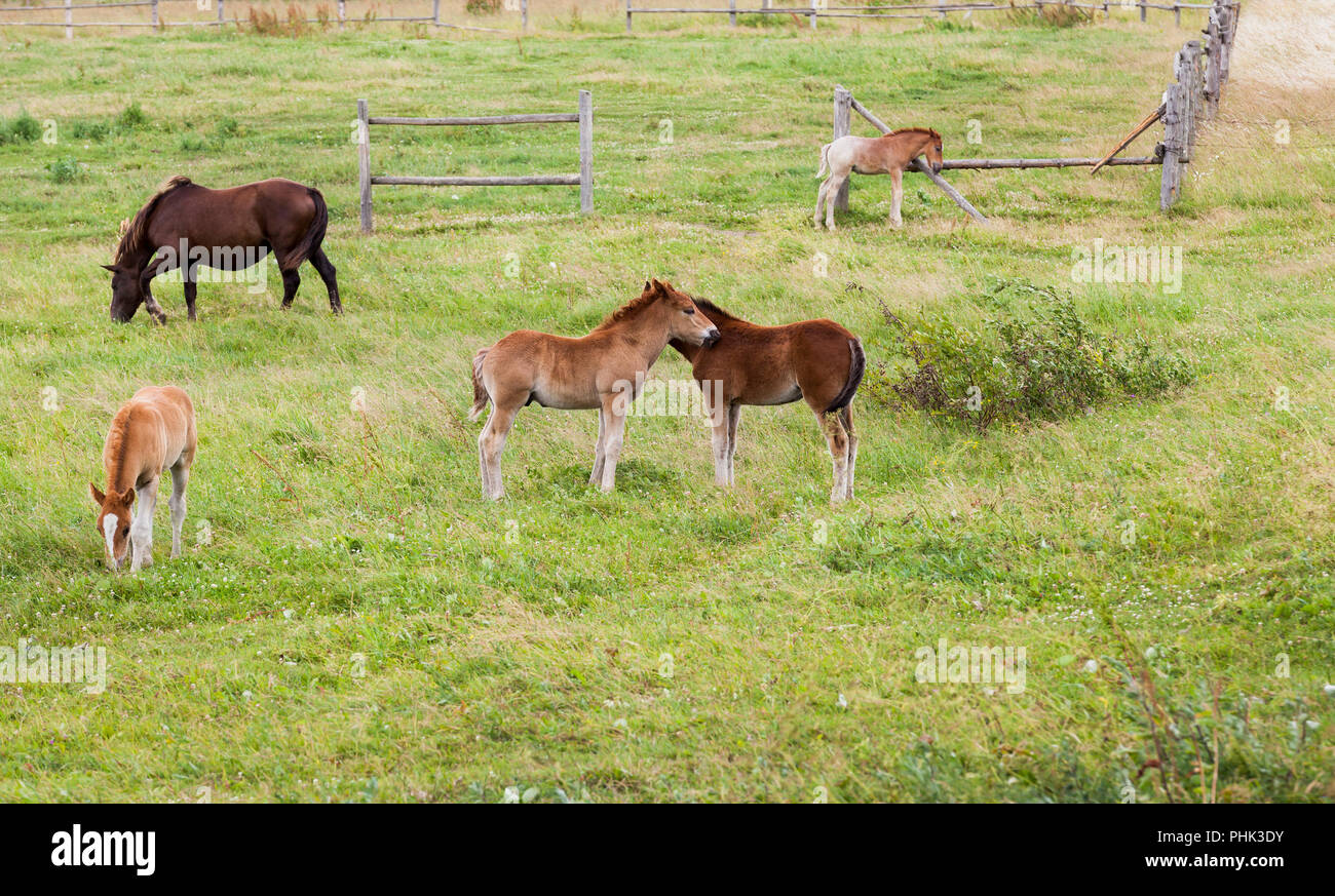 Groupe de petits poulains jouer ensemble et d'un cheval adulte en pâturage, paysage d'été Banque D'Images