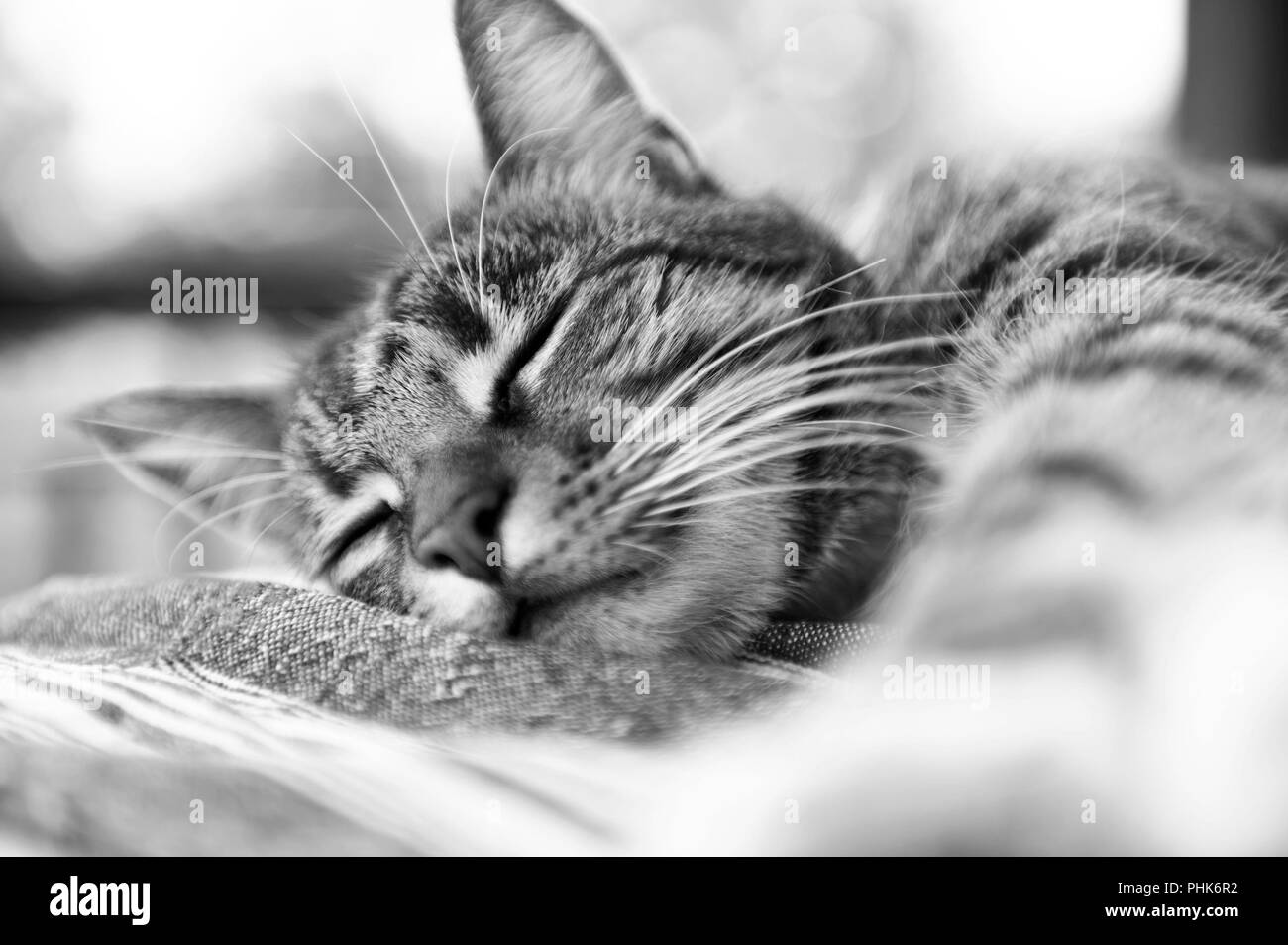 Un jeune chat tigré domestique, profitant de ce que les chats font de mieux, se détendre et dormir sur une table à l'extérieur sur une chaude journée Banque D'Images