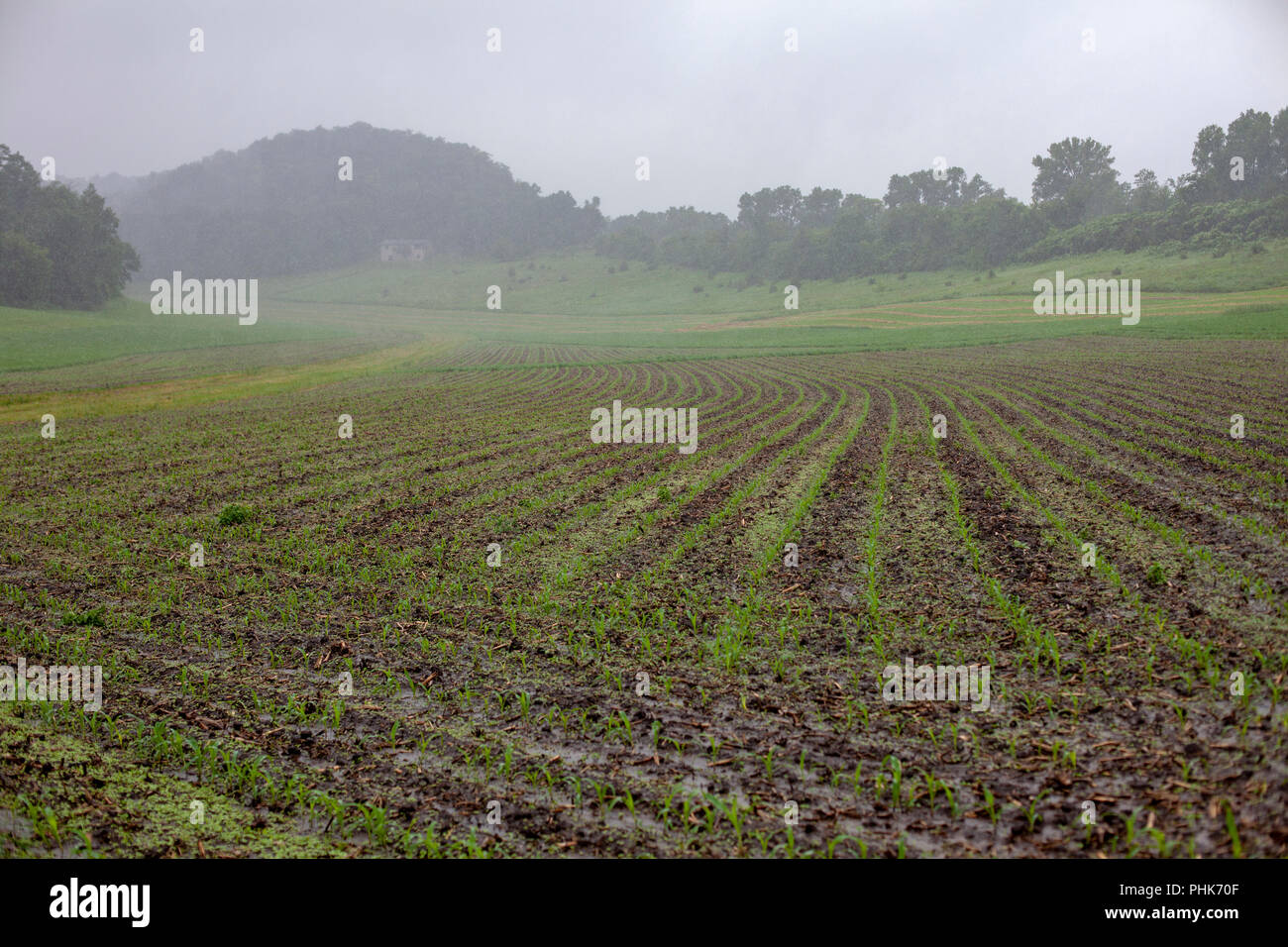 Même lors de fortes pluies, l'eau n'est pas extérieure à cette farmer's non-labour champ de maïs dans le sud-est du Minnesota. Banque D'Images