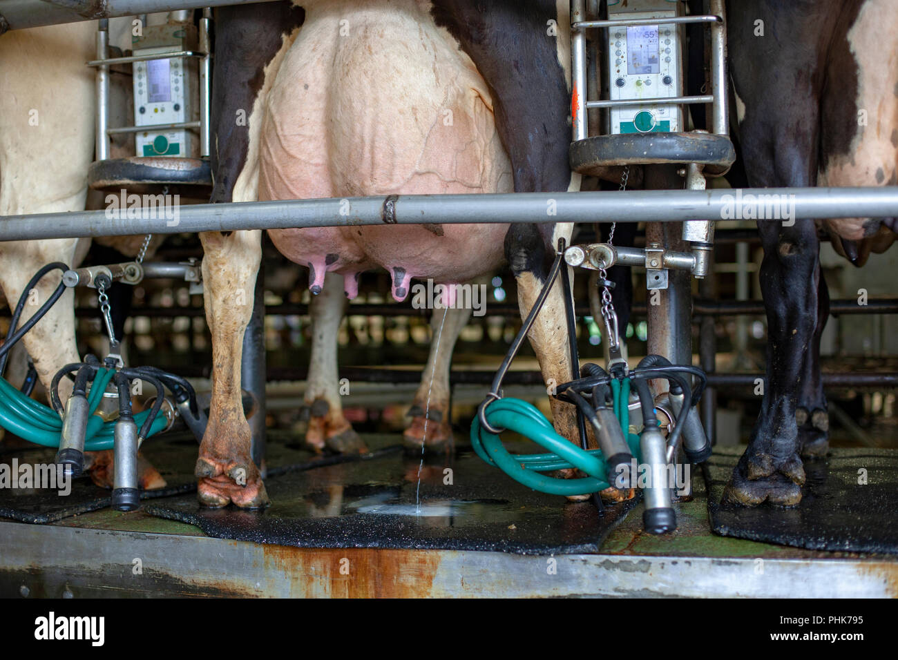 Pis d'une vache laitière fuites après être exploités par une machine de traite robotisée dans une grande ferme laitière dans le Minnesota. Banque D'Images