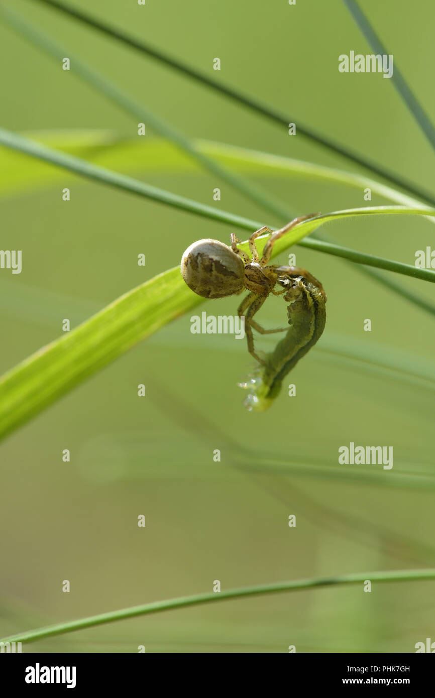 Araignée Crabe commun Banque D'Images