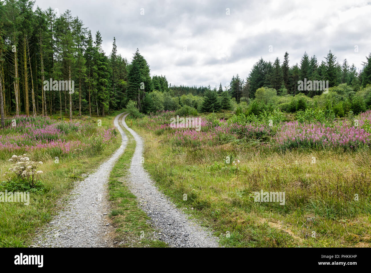 Photo d'une partie éloignée de l'Irlande. Il y a une route de terre qui va de une prairie dans une forêt de pins Banque D'Images