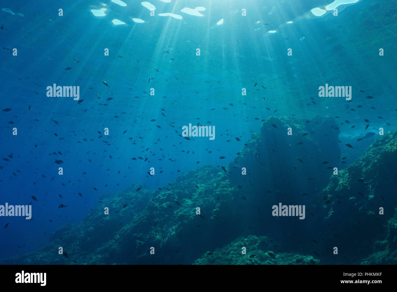 Paysage marin sous-marins dans la mer Méditerranée, banc de poissons (demoiselles Chromis chromis), avec lumière du soleil à travers la surface de l'eau et fond rocheux, France Banque D'Images